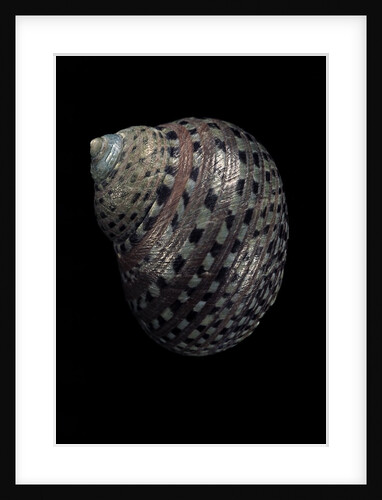 Monodonta canalifera by Anonymous