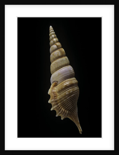Tibia powisi by Anonymous