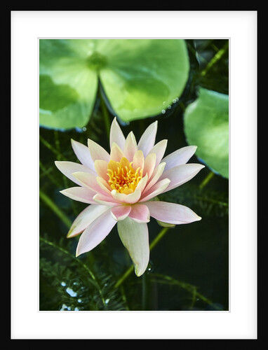 Water Lily by Anonymous