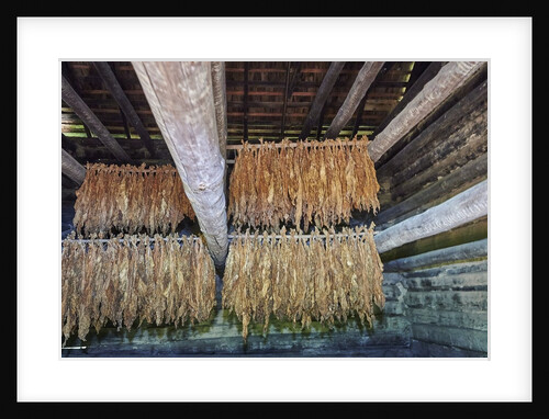 Interior of tobacco barn by Anonymous