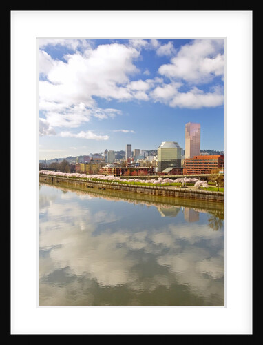 cherry trees along down town Portland and Willamette River, Portland Oregon by Anonymous