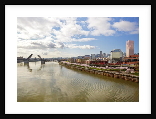 cherry trees along down town Portland and Willamette River, Portland Oregon by Anonymous