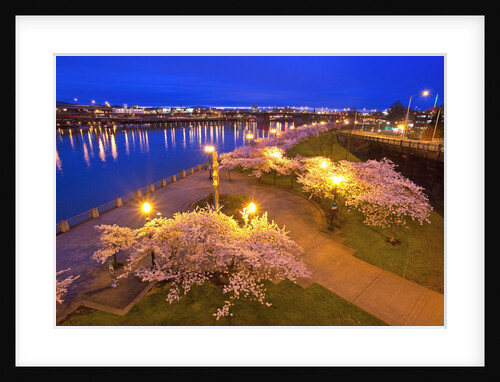 night image of cherry blossoms and water front park, Willamette River, Portland Oregon by Anonymous