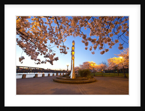 night shot of cherry trees, Portland Water Front, Portland Oregon by Anonymous