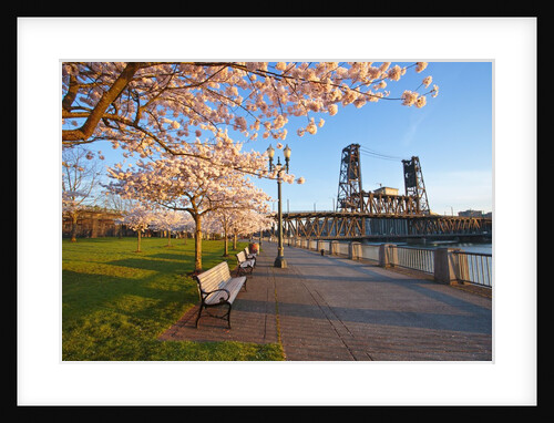 sunrie cherry trees and Steel Bridge, Portland Oregon by Anonymous