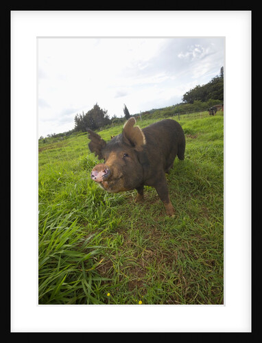 Berkshire pig at Malama Farms, Haiku, Maui, Hawaii by Anonymous