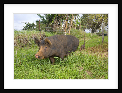 Berkshire pig at Malama Farms, Haiku, Maui, Hawaii by Anonymous