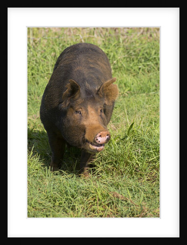 Berkshire pig at Malama Farms, Haiku, Maui, Hawaii by Anonymous