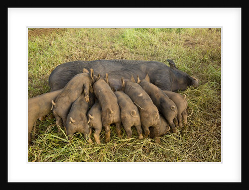 Mother Bershire Pig nursing her baby pigs/piglets by Anonymous
