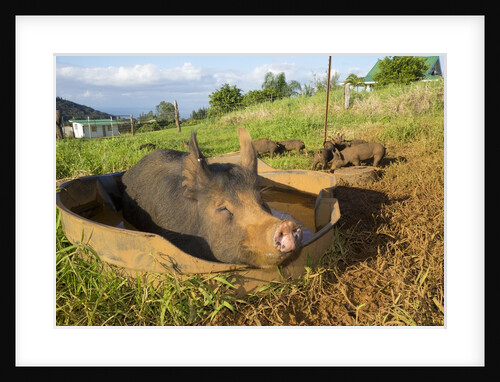 Berkshire pig and her piglets at Malama Farms, Haiku, Maui, Hawaii by Anonymous