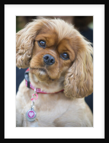 Cavalier King Charles Spaniel by Anonymous