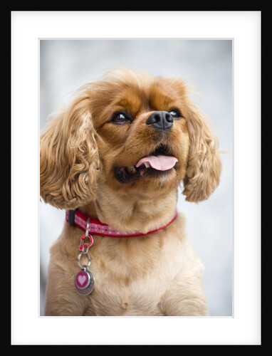 Cavalier King Charles Spaniel by Anonymous