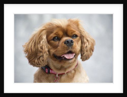 Cavalier King Charles Spaniel by Anonymous