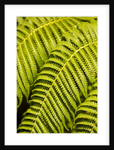 Close-up of Hapu'u Fern leaves by Anonymous