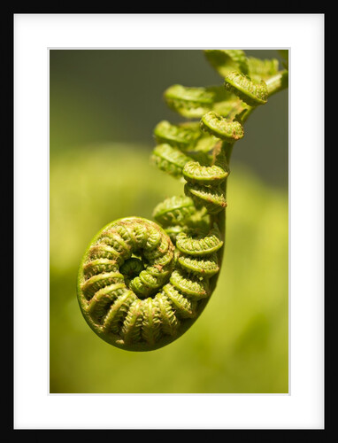 Close-up of Hapu'u Fern opening by Anonymous