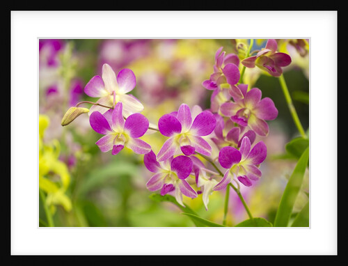 Purple Dendrobium orchid by Anonymous
