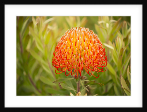 Orange Pin Cushion Protea, Upcountry Maui, Hawaii by Anonymous