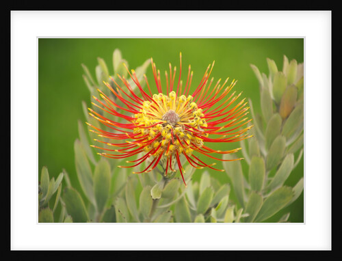 Orange Pin Cushion Protea, Upcountry Maui, Hawaii by Anonymous