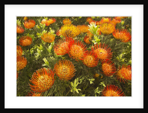 Orange Pin Cushion Proteas, Upcountry Maui, Hawaii by Anonymous