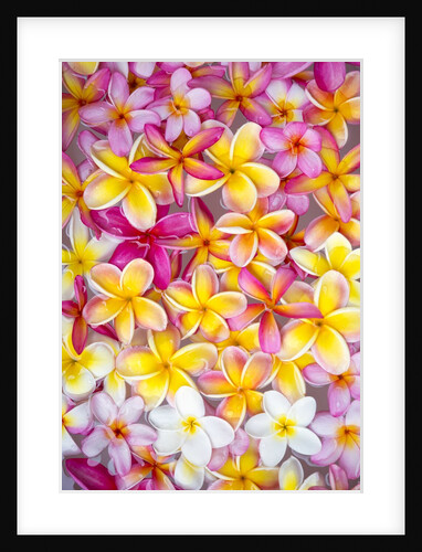 Colorful Plumeria blossoms, Maui, Hawaii by Anonymous