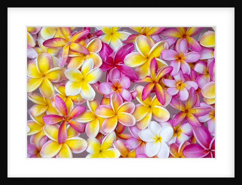 Colorful Plumeria blossoms, Maui, Hawaii by Anonymous
