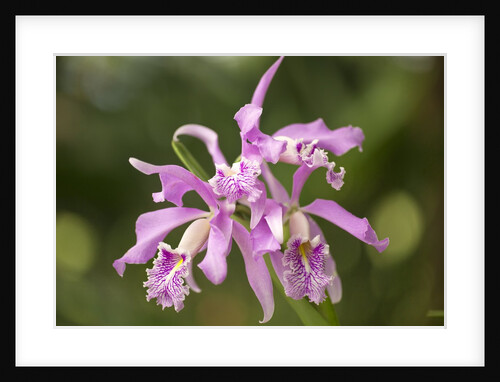 Cattleya Maxima, Maui, Hawaii by Anonymous