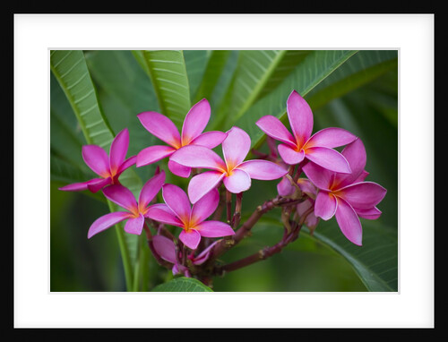 Pink Plumeria, also known as Frangipani, Hawaii by Anonymous
