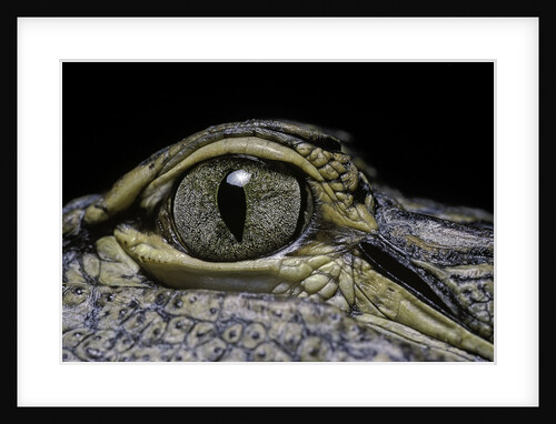 Alligator mississippiensis (american alligator) - eye by Anonymous
