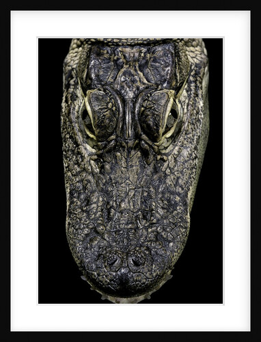 Alligator mississippiensis (american alligator) - snout by Anonymous