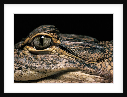 Alligator mississippiensis (american alligator) by Anonymous