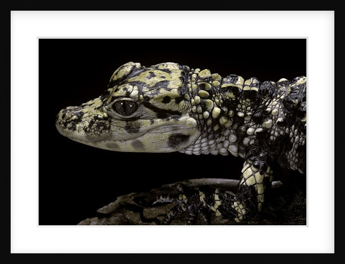 Alligator sinensis (chinese alligator) by Anonymous