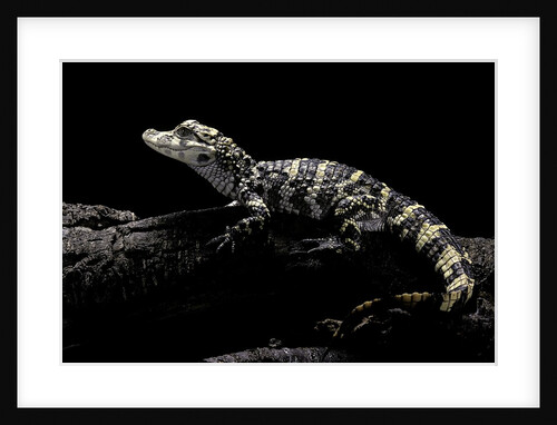 Alligator sinensis (chinese alligator) by Anonymous