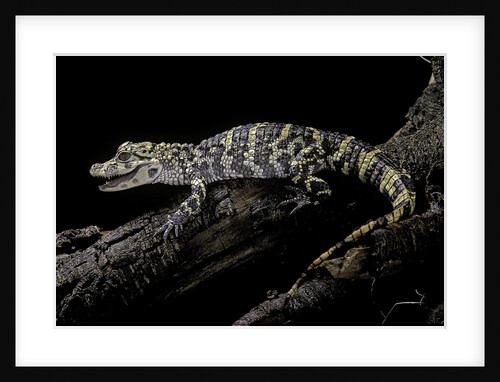Alligator sinensis (chinese alligator) by Anonymous