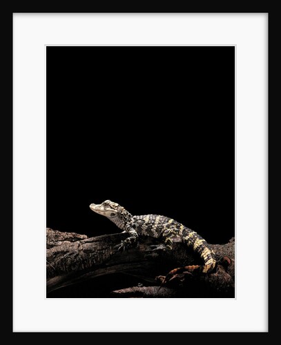 Alligator sinensis (chinese alligator) by Anonymous
