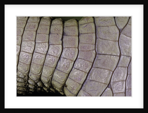 Caiman crocodilus) (spectacled caiman) - scales by Anonymous