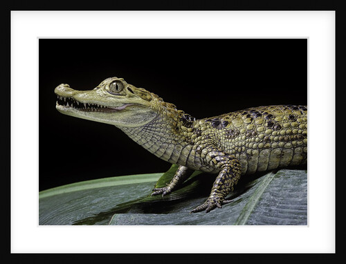 Caiman crocodilus) (spectacled caiman) by Anonymous