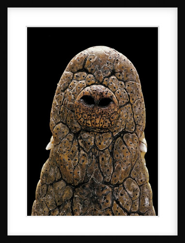 Crocodylus niloticus (Nile crocodile) - snout by Anonymous