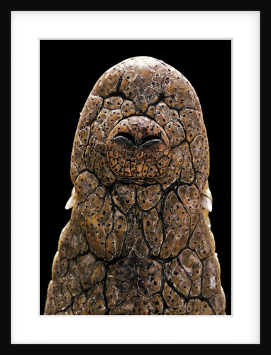 Crocodylus niloticus (Nile crocodile) - snout by Anonymous