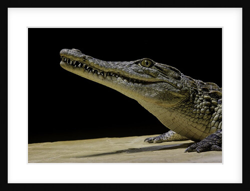 Crocodylus niloticus (Nile crocodile) by Anonymous