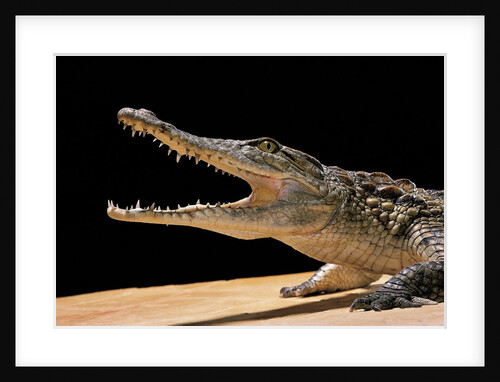 Crocodylus niloticus (Nile crocodile) by Anonymous