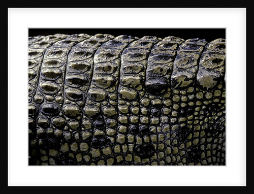Crocodylus porosus (saltwater crocodile) - scales by Anonymous