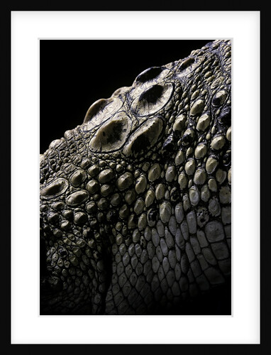 Crocodylus porosus (saltwater crocodile) - scales by Anonymous
