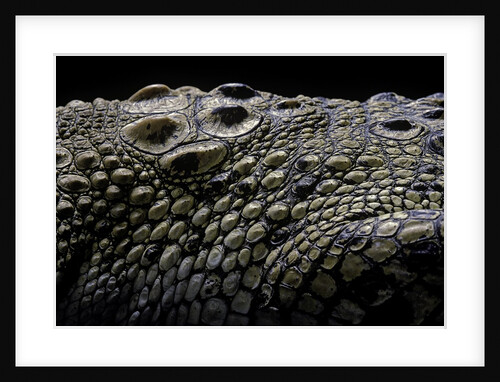 Crocodylus porosus (saltwater crocodile) - scales by Anonymous