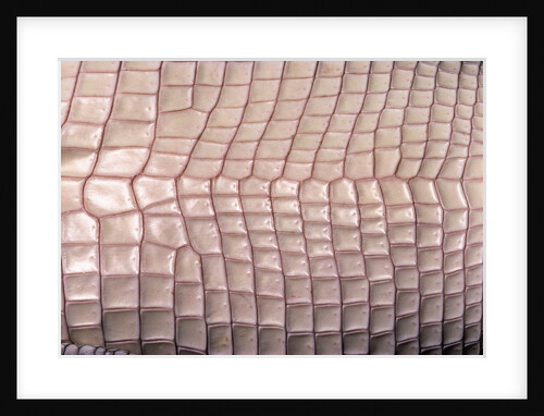 Crocodylus porosus (saltwater crocodile) - scales by Anonymous