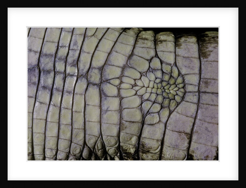 Caiman crocodilus) (spectacled caiman) - scales by Anonymous