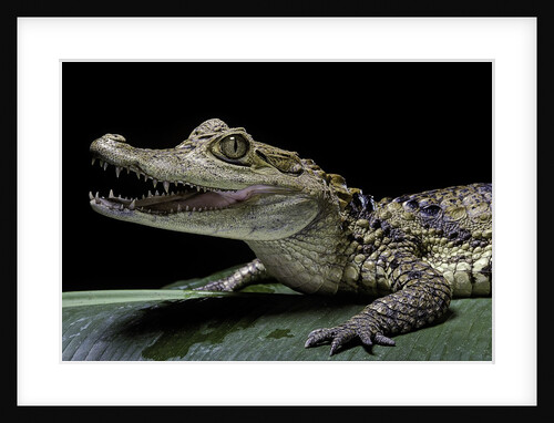 Caiman crocodilus) (spectacled caiman) by Anonymous