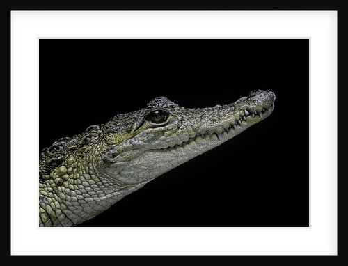 Crocodylus moreletii (Morelet's crocodile) by Anonymous