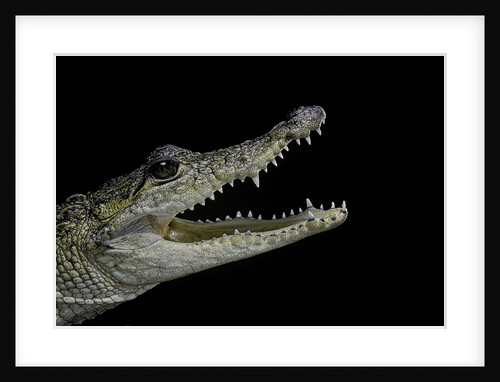 Crocodylus moreletii (Morelet's crocodile) by Anonymous