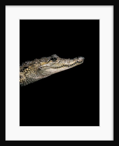 Crocodylus moreletii (Morelet's crocodile) by Anonymous