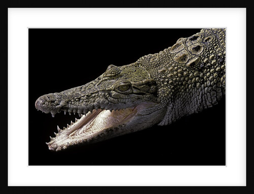 Crocodylus porosus (saltwater crocodile) by Anonymous